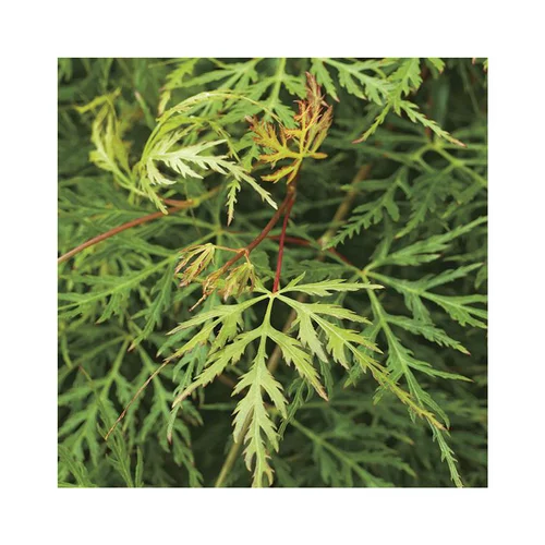 Érable du Japon acer palmatum dissectum emerald lace coloris vert. Le pot de 3 litres