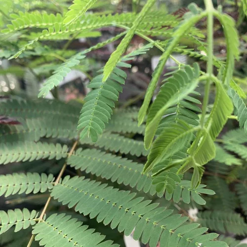 Albizia Julibrissin Ombrella Boubri rose. Le pot de 30 litres, forme tige