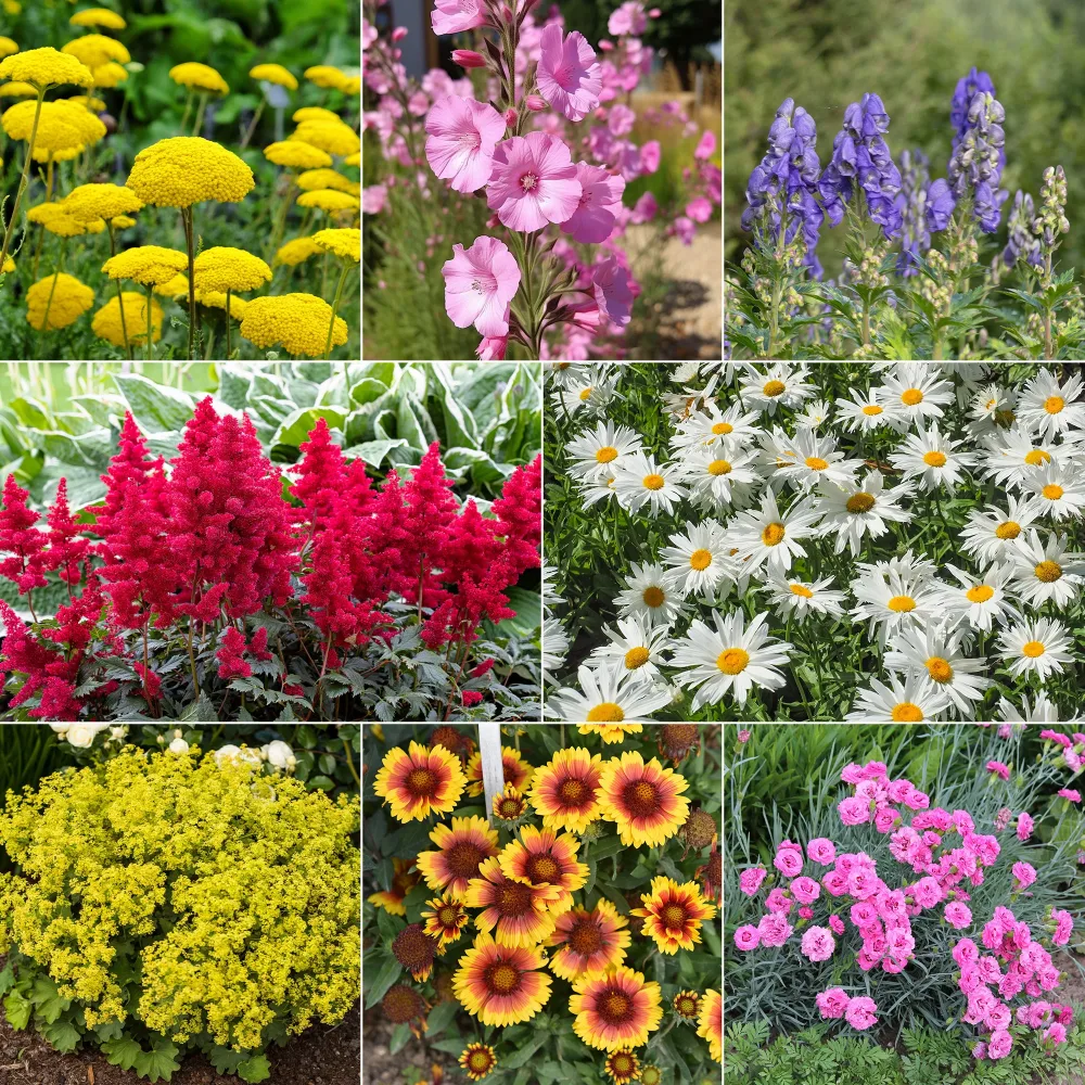 Massif fleuri facile - 8 plantes vivaces - Superficie environ 1,5 m² Achillea filipendula, Sidalcea Rosanna, Aconitum arendsii, Astilbe, Lencanthemum superbum Silver Princess, Alchemilla Mollis, Gaillarda Kobold, Dianthus plumarius Fortuna