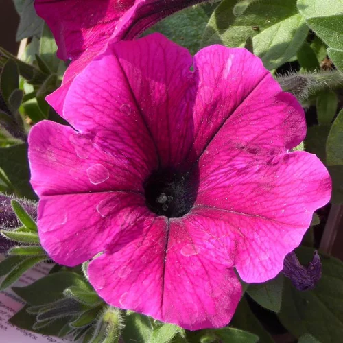 Pétunia retombant - Le pot de 27 cm