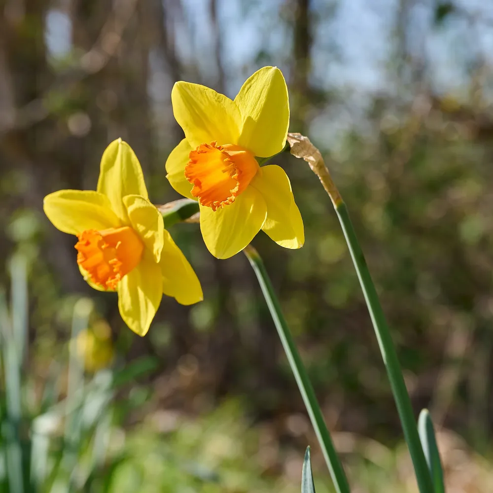 10 Narcisses Fortune Narcissus fortune