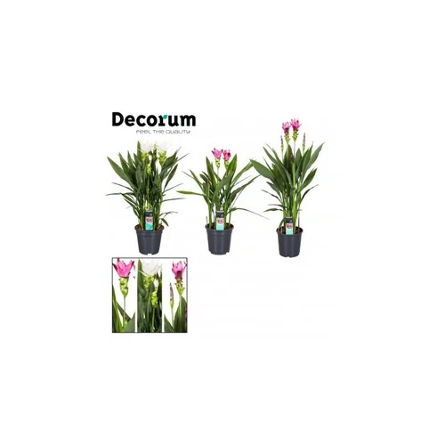 Curcuma 85 cm en pot Ø 19 cm