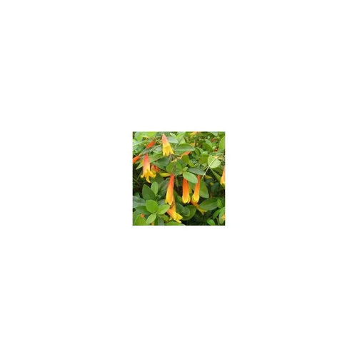 Libonia Floribunda - Le pot de 2 litres