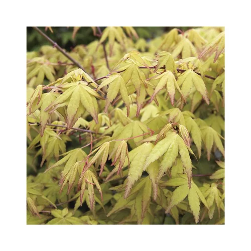 Erable du Japon (ACER PALMATUM UENO YAMA ) Le pot de 15 litres