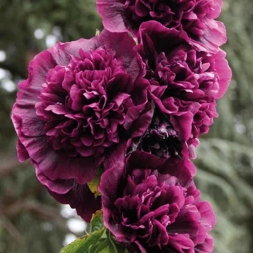 Rosetrémière violette - Le pot de 9 x 9 cm