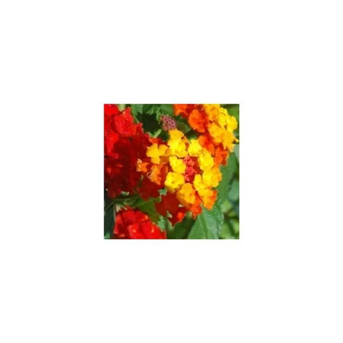 Lantana sur tige - Avec cache pot
