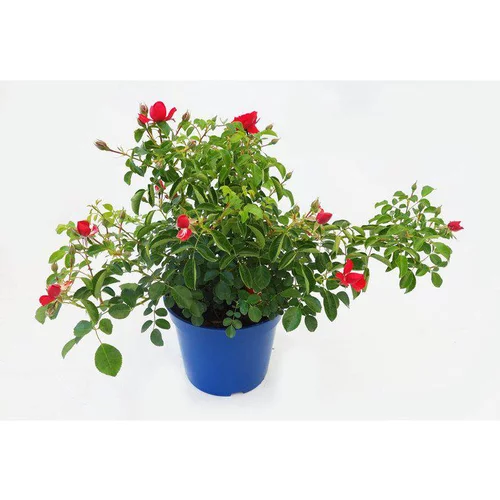Rosier kadora rouge avec pot bleu de 5 L