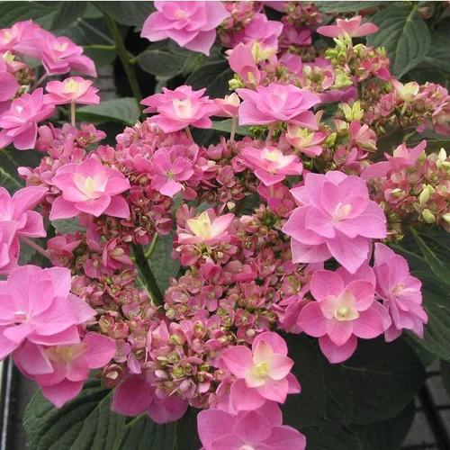 Hortensia (Hydrangea) You & Me. Le pot de 8 litres