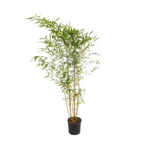 Bambou (BAMBOU PHYLLOSTACHYS AUREA) Le pot de 18 litres