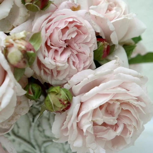 Rosier grosses fleurs Parfuma La belle Ferronière. Le pot de 4 litres