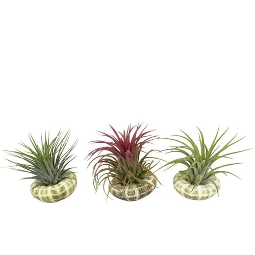 Tillandsia mix vert avec coquillage 10 cm