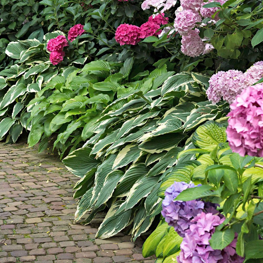 3 Hostas Colourful Shadow Hosta 'colourful shadow'