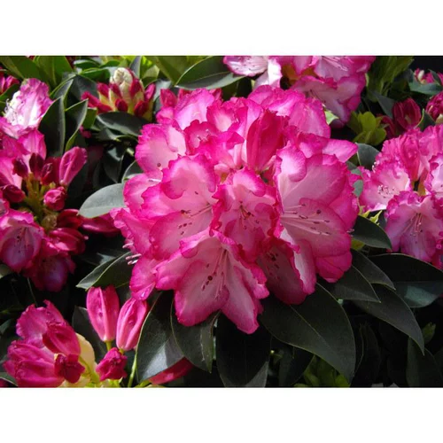 Rhododendron XXL 5L