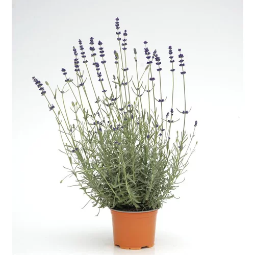 Lavande - Le pot diam 12 cm