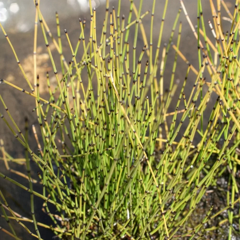Petite prêle Equisetum scirpoides