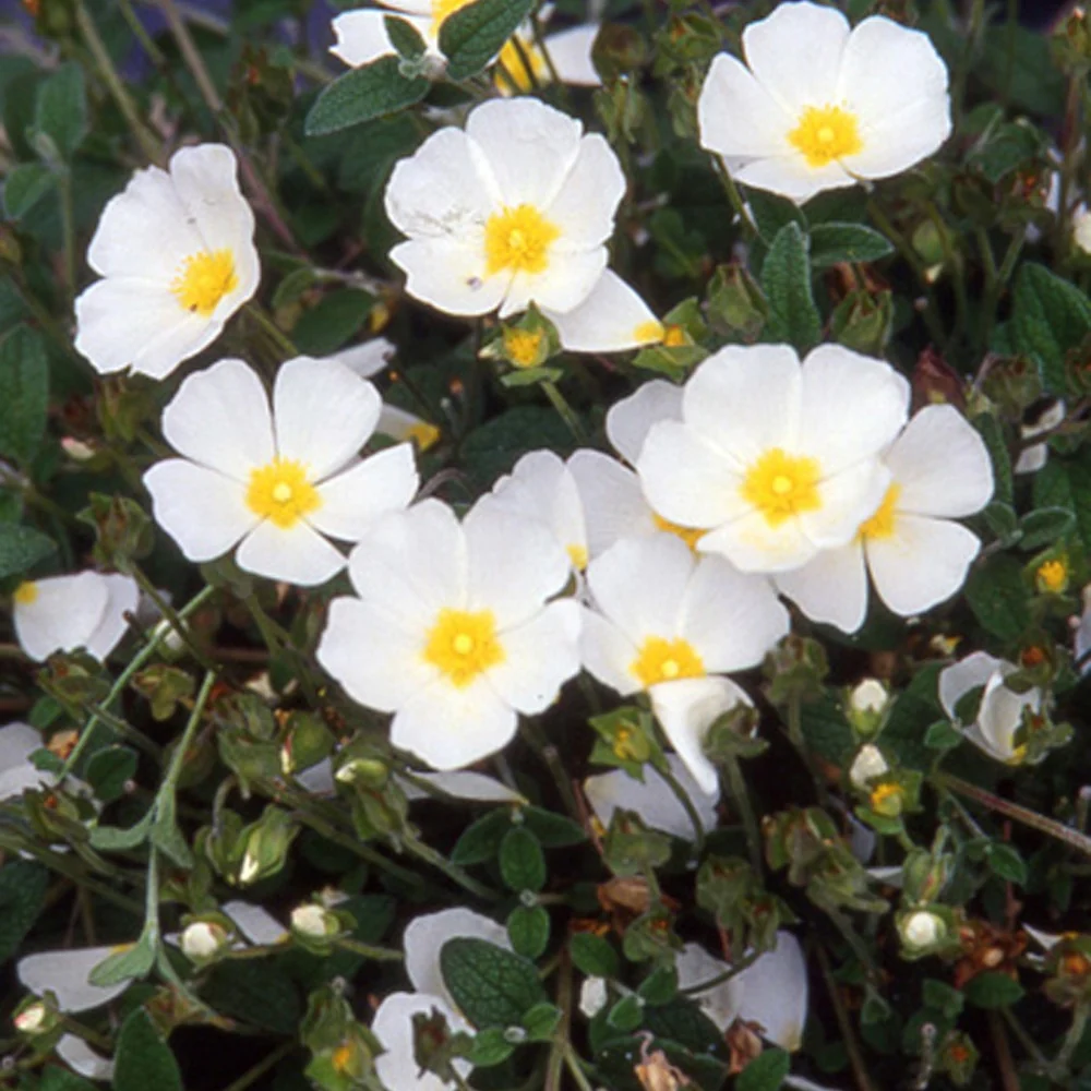 Ciste obtusifolius Cistus obtusifolius