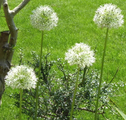 Allium Mount Everest. Le pot de 3 litres