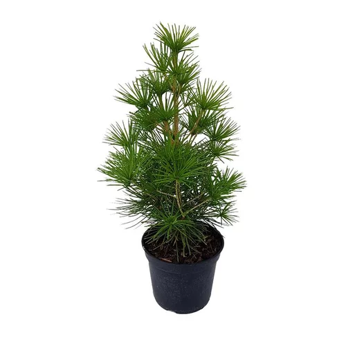 Sciadopitys Verticillata (Pin parasol du Japon) 40/50 en pot de 5 L vert