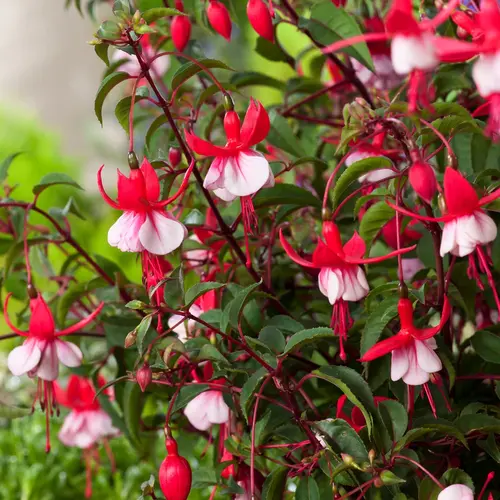 Fuchsia ‘Madame Cornelissen’ - Le pot de 2 litres