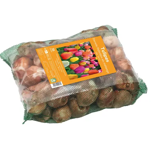 Bulbes de fleurs Tulipe Darwin hybride mix botanic® - 35 bulbes