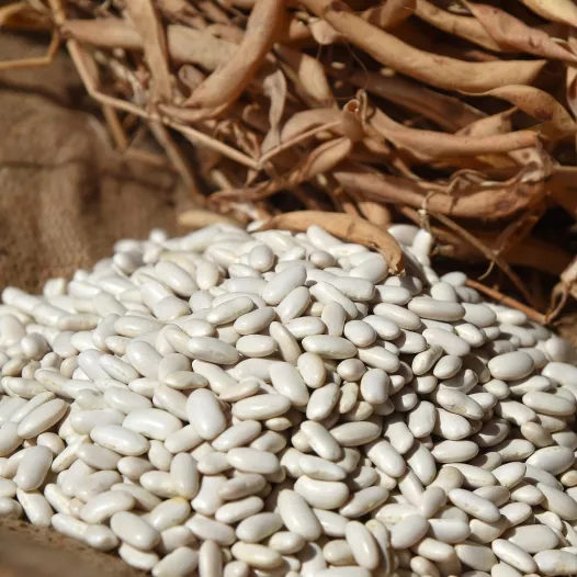 Bio zaden van Stamdroogboon Flageolet Wit van Vlaanderen