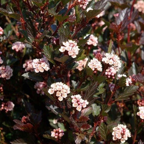 Physocarpe Little Dévil Physocarpus opulifolius Little Devil