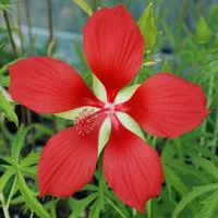 Hibiscus de Chine - Le pot de 11 litres