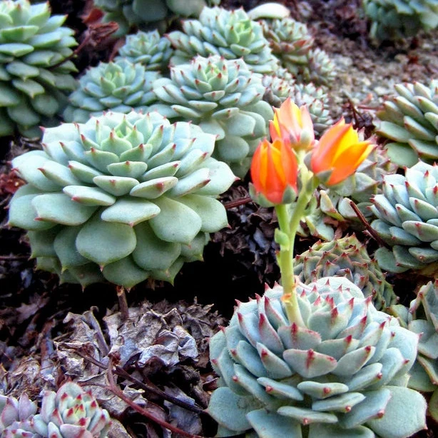 Echeveria derenbergii Echeveria derenbergii