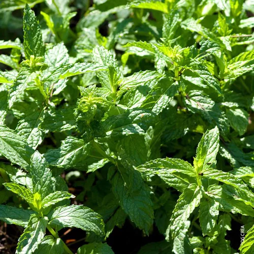 Menthe Fraise Bio. Le pot de 1 litre