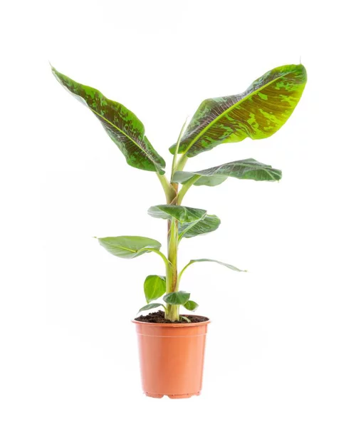 Musa’dwarf Cavendish Bananier Pot Ø35 cm H180 cm