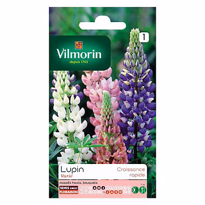 Graines de fleurs et bulbes – Graines de Lupin annuel en mélange Vilmorin