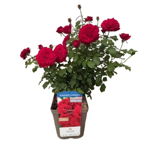 Rosier rouge Simone Veil®. Le pot de 5 litres