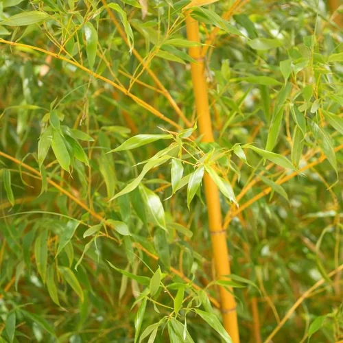 Bambou Phyllostachys Bambusoides Holochrysa. Le pot de 30 litres