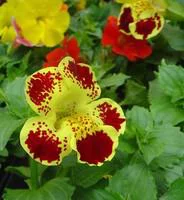 Mimulus - Le pot de 10.5 cm