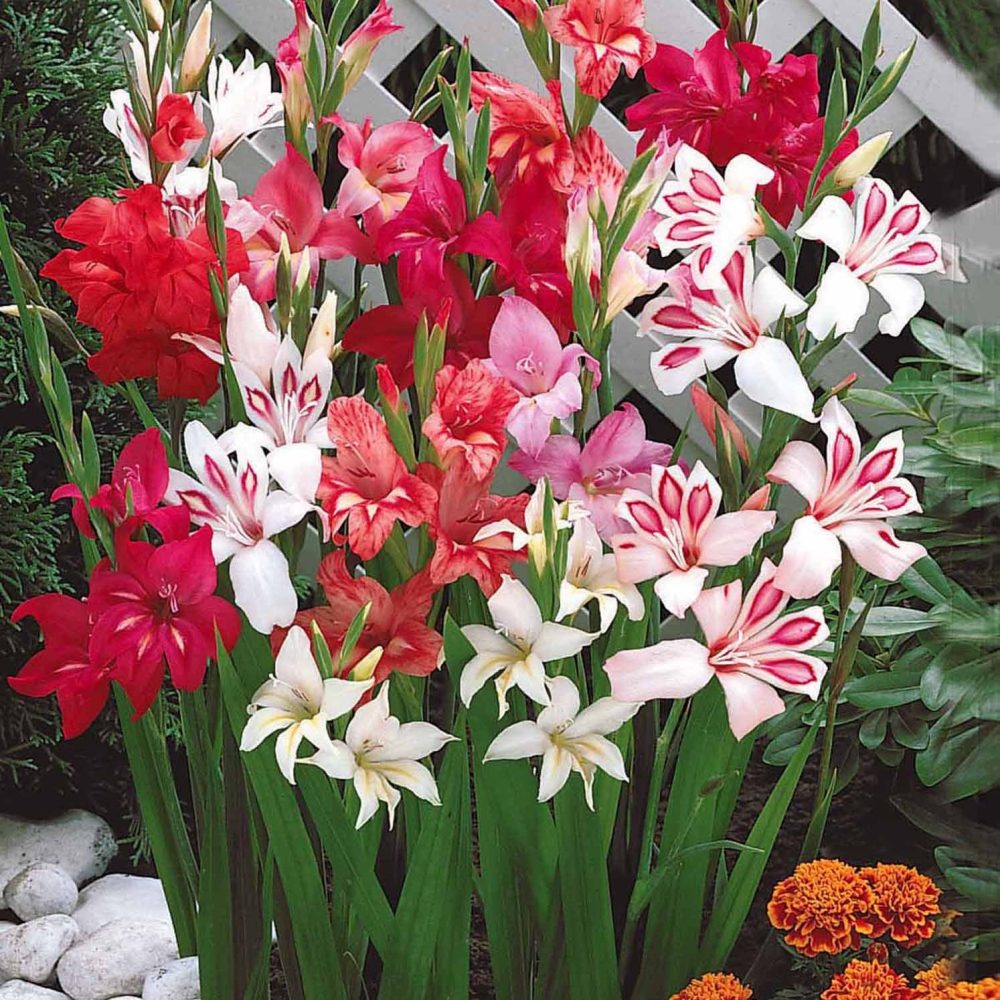 40 Glaieuls nains en mélange Gladiolus nanus