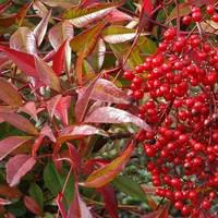 Nandina Domestica ou Bambou Céleste rouge 30/40 en pot de 5 L