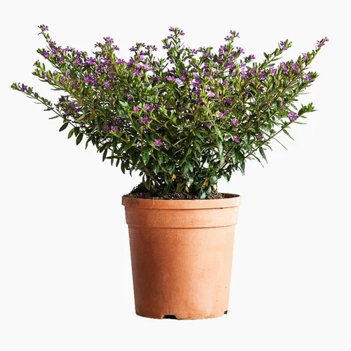 Cuphea Hyssopifolia Lavender Pink (Etoile du Mexique) touffe en pot de 3 L rose