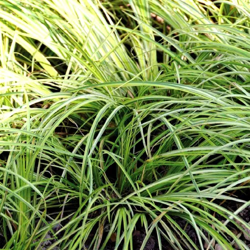 Acorus Gramineus Argenteostriatus. Le pot de 10,5 cm