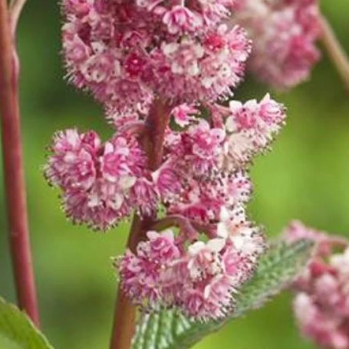 Rodgersia Dark pokers Rodgersia dark pokers