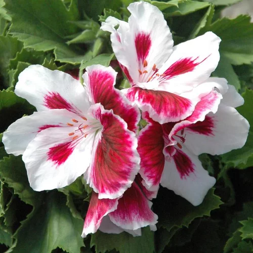 Pélargonium à grandes fleurs - Le pot de 2 litres