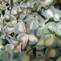 Sedum Mexicanum - Le pot de 1 litre