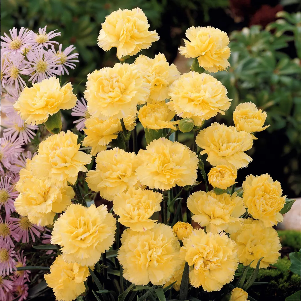 2 Œillets Grenadin Jaune Dianthus caryophyllus grenadin yellow