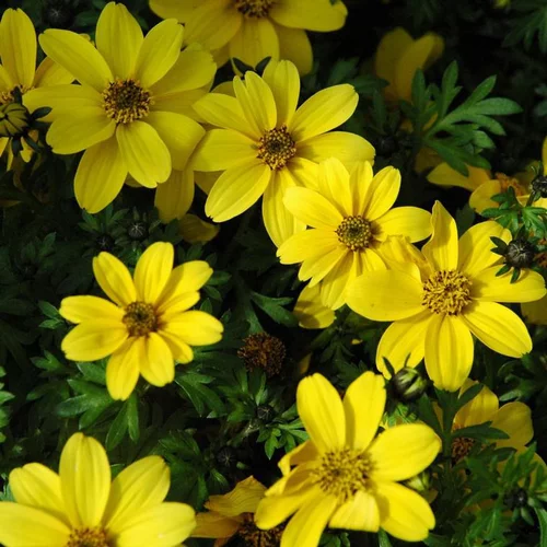 Bidens à fleurs jaunes. Le pot de 9-12 cm