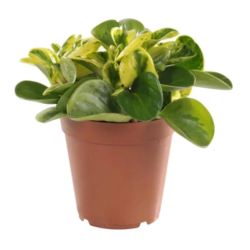 Peperomia obtusifolia panaché. Le pot Ø 12 cm
