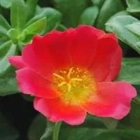 Pourpier à fleurs simples - Le pot de 6 litres