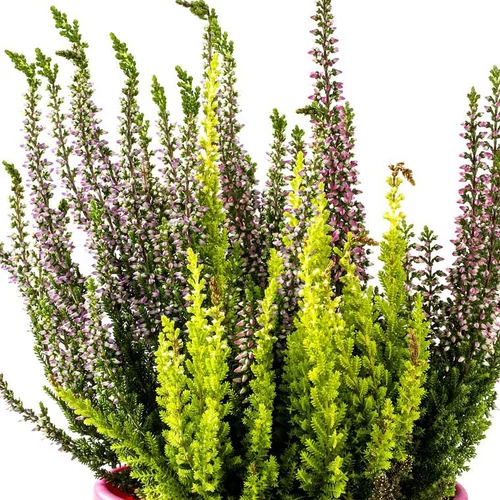 Collection de Callunes - Le pack de 6 plants