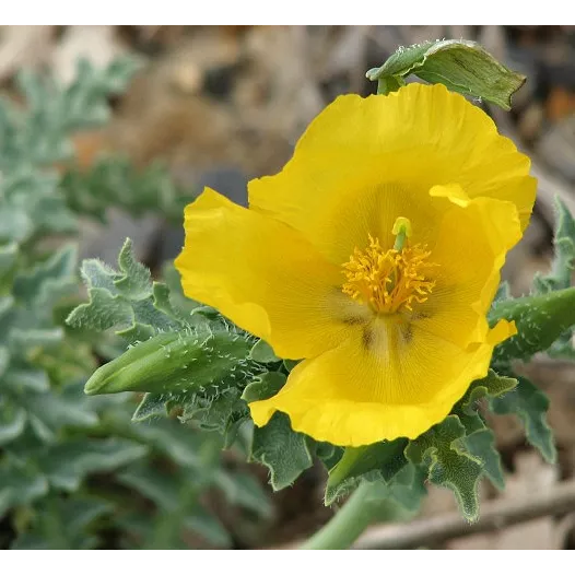 Bio zaden van Gele hoornpapaver