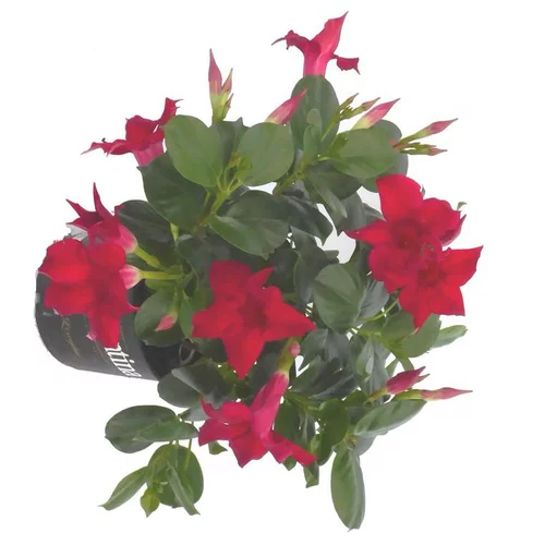 Dipladénia Diamantina Buisson - Le pot de 1 litre