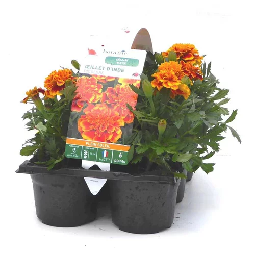 Œillet d'Inde bicolore - Le pack de 6 plants