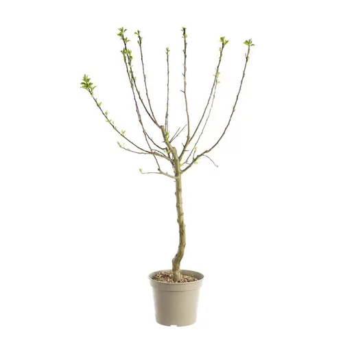 Prunier Mirabelle De Nancy. Le pot de 12 litres, forme gobelet